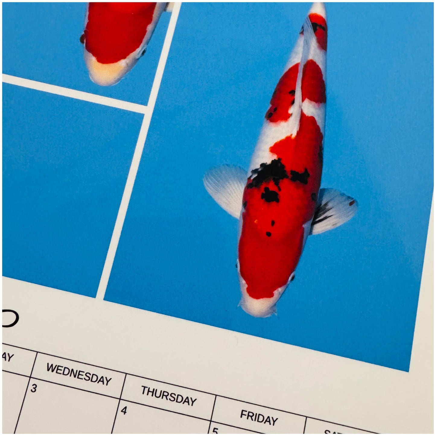 Yasu Koi 2026 Calendar