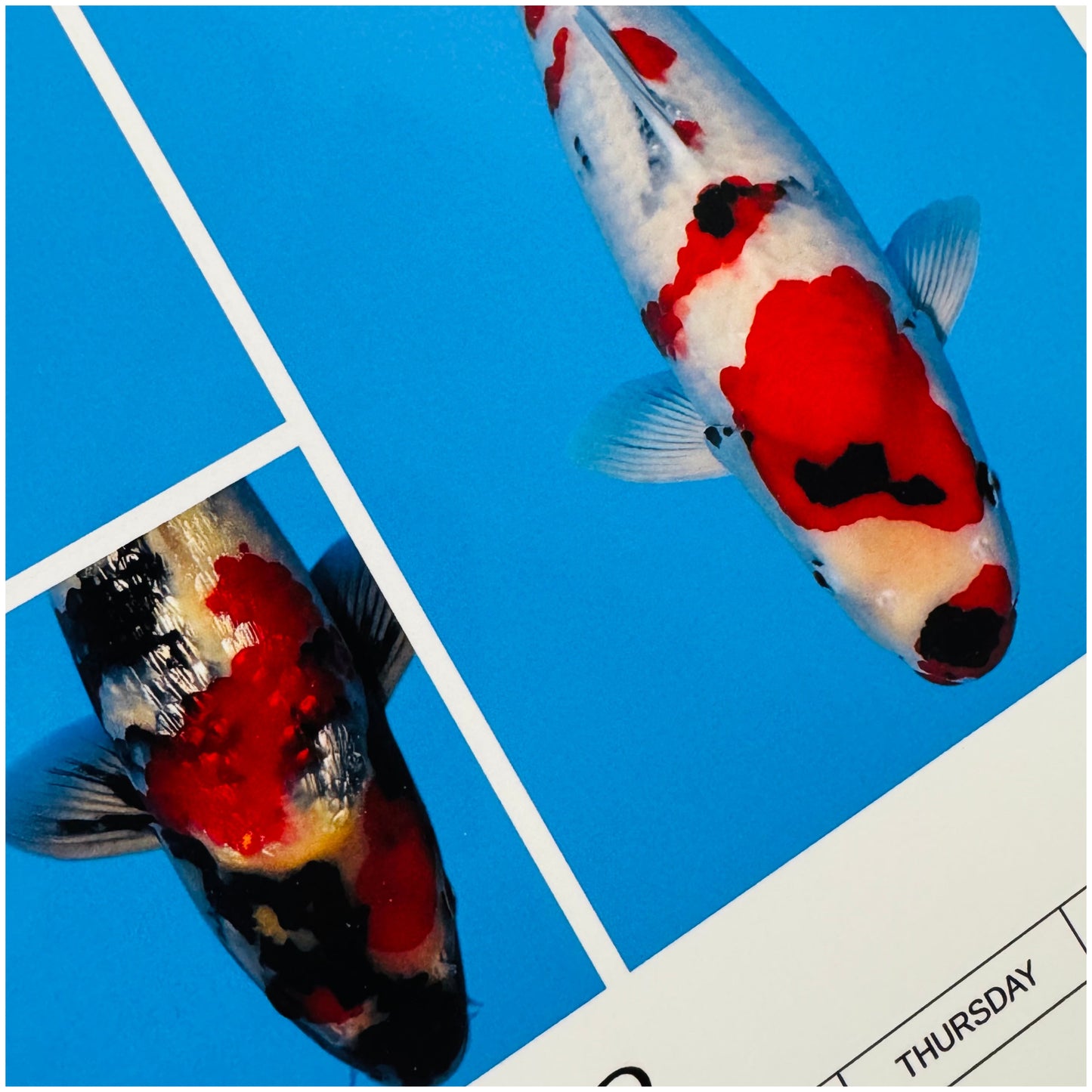 Yasu Koi 2026 Calendar